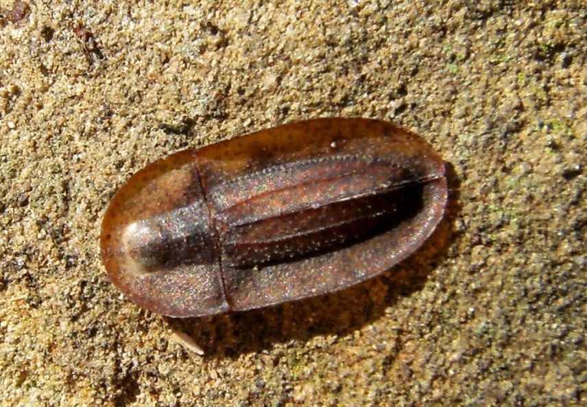 Cossyphus tauricus  (Tenebrionidae)